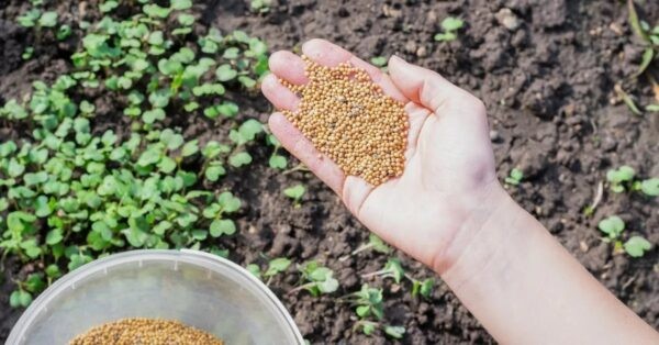 Лучшее удобрение для картофеля: Топ 12 лучших средств, самые эффективные разновидности удобрений