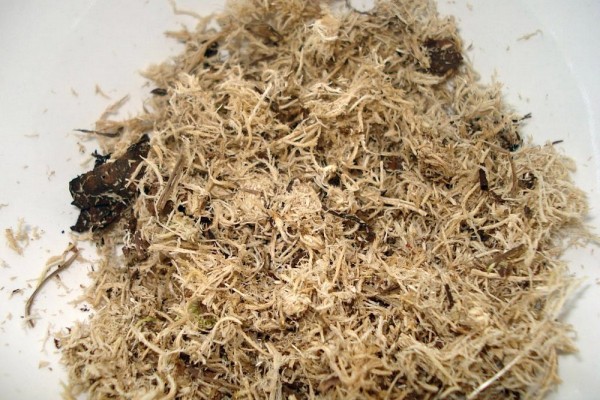 Лучший грунт для комнатных растений – рейтинг готовых решений и советы по применению