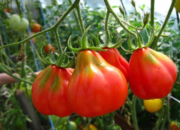 Лучшие сорта томатов для теплицы: Топ 33 видов помидор для выращивания в различных регионах