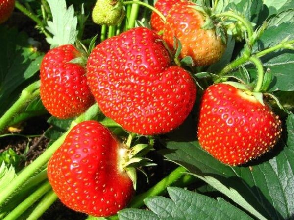 Лучшие ремонтантные сорта клубники: Топ 19 популярных видов, особенности и правила выращивания Лучшие ремонтантные сорта клубники: Топ 19 популярных видов, особенности и правила выращивания