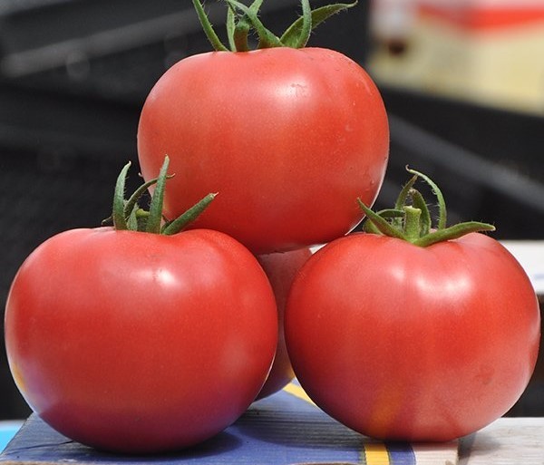 Лучшие сорта томатов для теплицы: Топ 33 видов помидор для выращивания в различных регионах