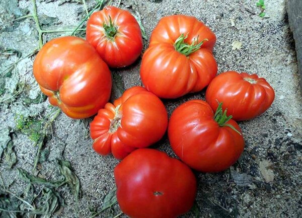 Лучшие сорта томатов для теплицы: Топ 33 видов помидор для выращивания в различных регионах