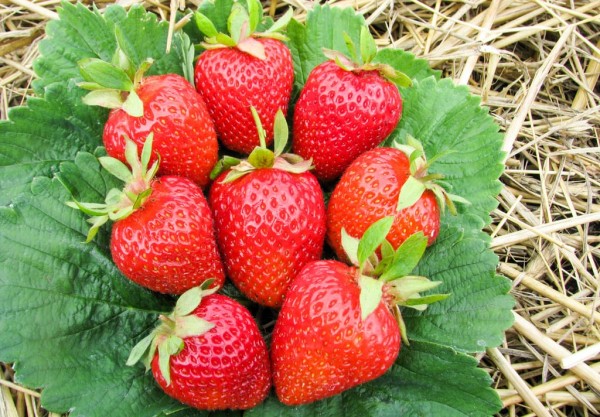 Лучшие ремонтантные сорта клубники: Топ 19 популярных видов, особенности и правила выращивания Лучшие ремонтантные сорта клубники: Топ 19 популярных видов, особенности и правила выращивания