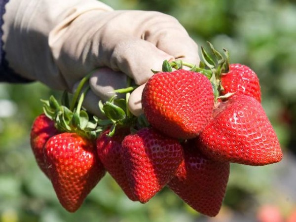 Лучшие ремонтантные сорта клубники: Топ 19 популярных видов, особенности и правила выращивания Лучшие ремонтантные сорта клубники: Топ 19 популярных видов, особенности и правила выращивания