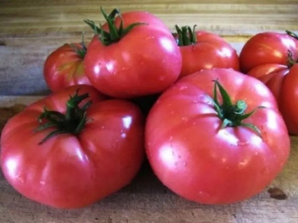 Лучшие сорта томатов для теплицы: Топ 33 видов помидор для выращивания в различных регионах