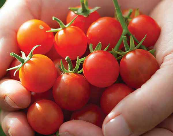 Лучшие сорта томатов для теплицы: Топ 33 видов помидор для выращивания в различных регионах