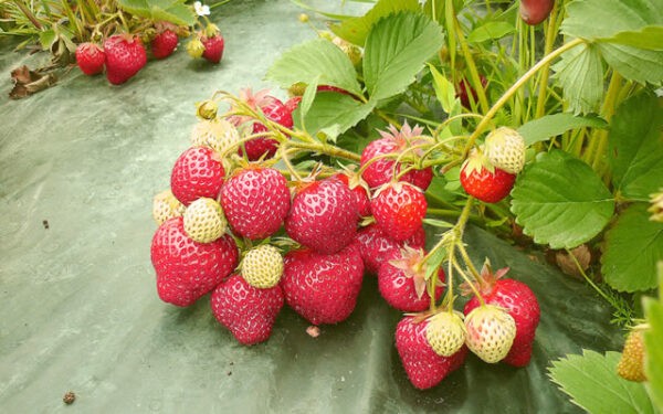 Лучшие ремонтантные сорта клубники: Топ 19 популярных видов, особенности и правила выращивания Лучшие ремонтантные сорта клубники: Топ 19 популярных видов, особенности и правила выращивания