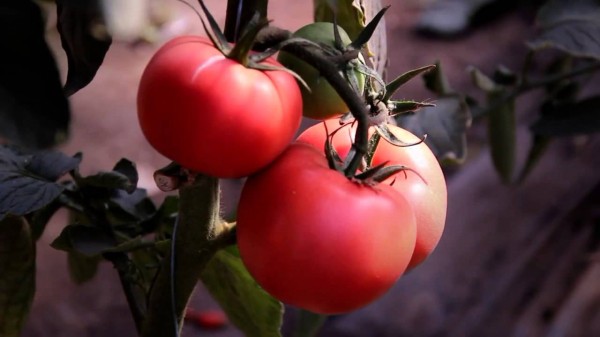 Лучшие сорта томатов для теплицы: Топ 33 видов помидор для выращивания в различных регионах