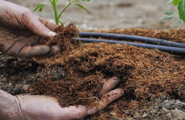 Лучшее удобрение для картофеля: Топ 12 лучших средств, самые эффективные разновидности удобрений