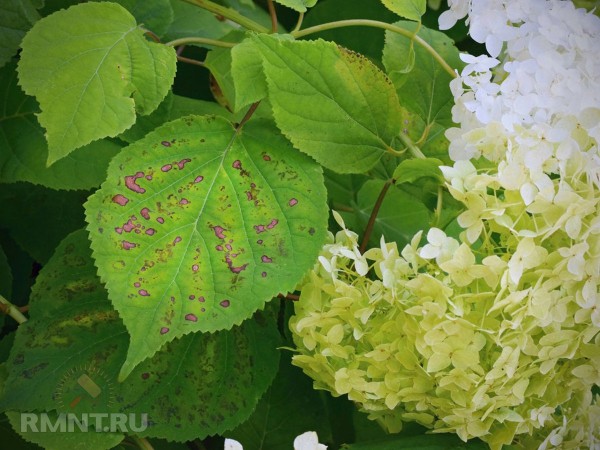 





Темнеют листья у гортензии — почему и что делать



