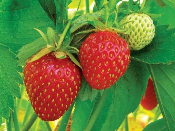 Лучшие ремонтантные сорта клубники: Топ 19 популярных видов, особенности и правила выращивания Лучшие ремонтантные сорта клубники: Топ 19 популярных видов, особенности и правила выращивания