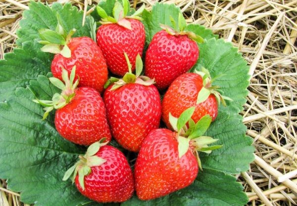 Лучшие ремонтантные сорта клубники: Топ 19 популярных видов, особенности и правила выращивания Лучшие ремонтантные сорта клубники: Топ 19 популярных видов, особенности и правила выращивания