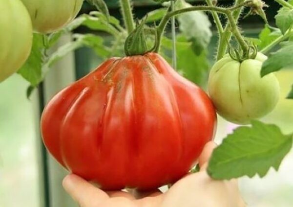 Лучшие сорта томатов для теплицы: Топ 33 видов помидор для выращивания в различных регионах