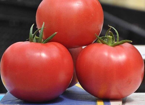 Лучшие сорта томатов для теплицы: Топ 33 видов помидор для выращивания в различных регионах