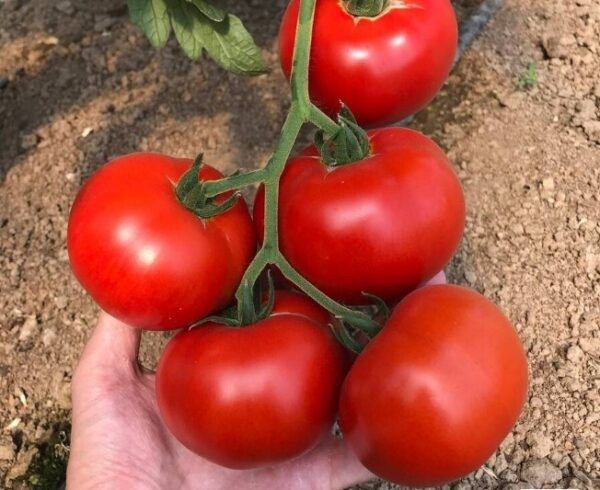 Лучшие сорта томатов для теплицы: Топ 33 видов помидор для выращивания в различных регионах