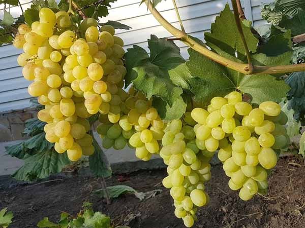 Лучшие сорта винограда: Топ 15 популярных видов для производства вина и употребления в качестве десерта