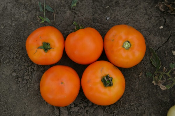 Лучшие сорта томатов для теплицы: Топ 33 видов помидор для выращивания в различных регионах