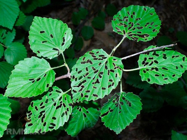 





Дыры в листьях растений — причины и способы борьбы



