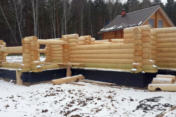 Из какого дерева лучше строить баню: как правильно выбрать материал и не прогадать
