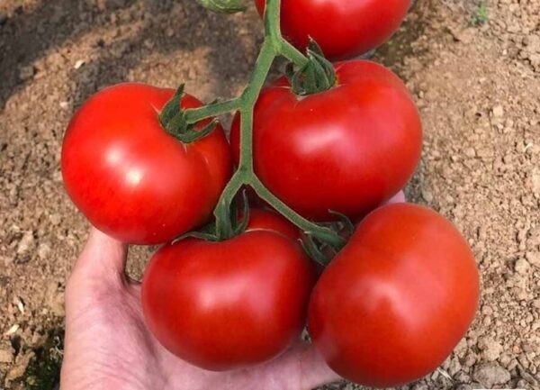 Лучшие сорта томатов для теплицы: Топ 33 видов помидор для выращивания в различных регионах