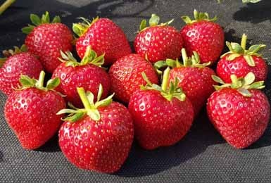 Лучшие ремонтантные сорта клубники: Топ 19 популярных видов, особенности и правила выращивания Лучшие ремонтантные сорта клубники: Топ 19 популярных видов, особенности и правила выращивания