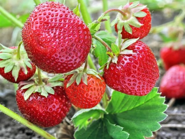 Лучшие ремонтантные сорта клубники: Топ 19 популярных видов, особенности и правила выращивания Лучшие ремонтантные сорта клубники: Топ 19 популярных видов, особенности и правила выращивания