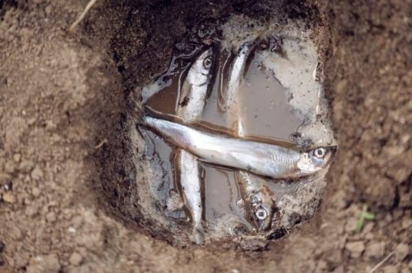 Лучшее удобрение для картофеля: Топ 12 лучших средств, самые эффективные разновидности удобрений