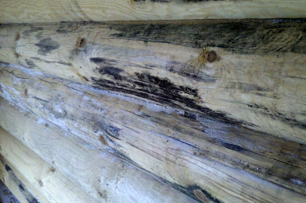 Чем покрасить баню снаружи не дорого и надолго