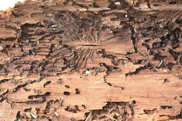 Чем покрыть вагонку в бане, чтобы она долго не гнила и не портилась