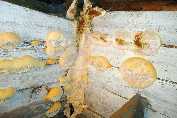 Гидроизоляция погреба изнутри от грунтовых вод: как сделать правильно и не допустить роковые ошибки