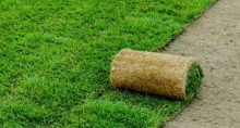 Газон в рулонах для разных задач: от дачи до спортивного поля Газон в рулонах для разных задач: от дачи до спортивного поля